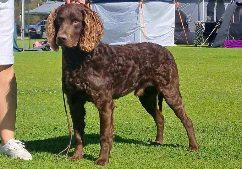 Breeders Barokamurray