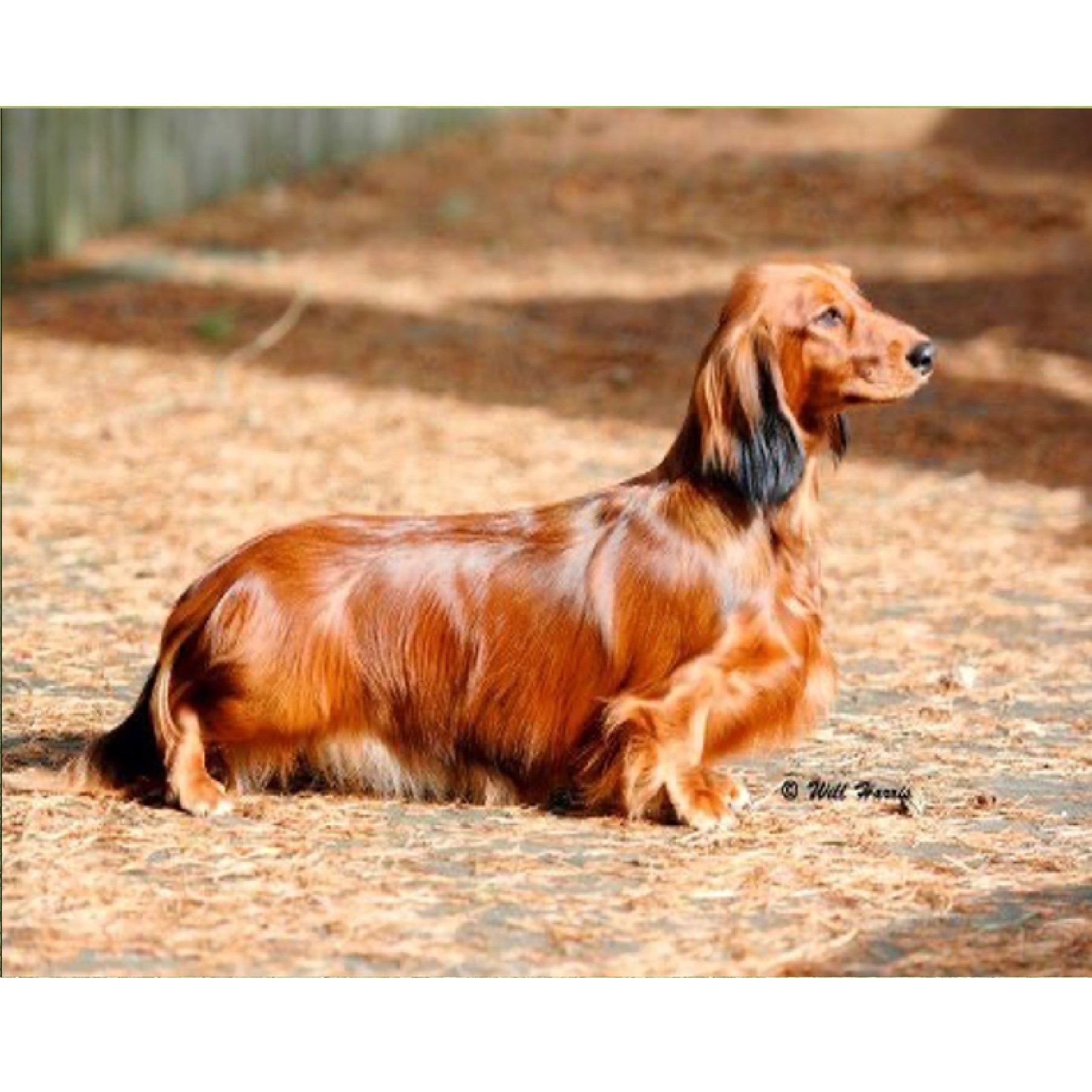 Wiener Dog Teckel Long Hair Wiener Dog Meet The Dachshund – Fox