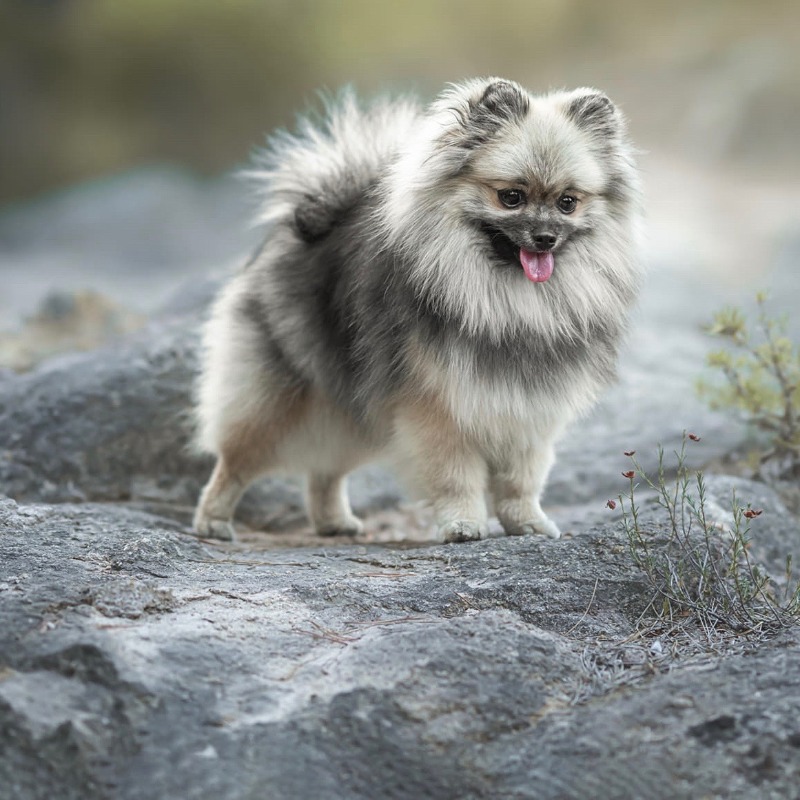 Japanese Spitz Buy German Spitz Baby German Spitz Shop