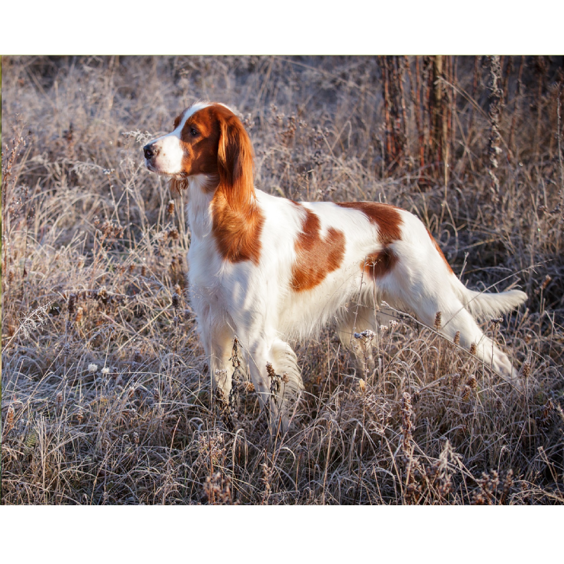 Irish Red and White Setter Breeds