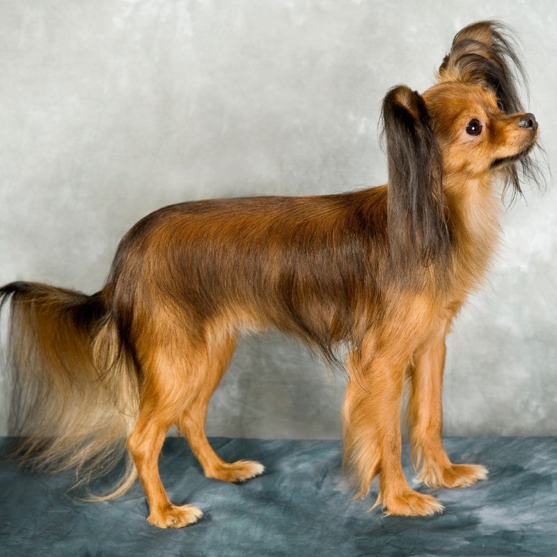 Russian Toy (Long Haired) Breeds